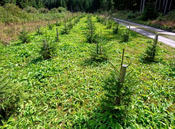 Fileiras Coníferas Jovens Uma Florestação Uma Floresta Longo Uma Estrada — Fotografia de Stock