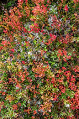 Yazın sonlarında Avusturya 'nın Tirol kentindeki Turnthaler Dağı' nda kısmen kırmızı yapraklı beyaz liken ve yaban mersini çalıları.