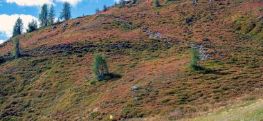 Yazın sonlarında Avusturya 'nın Tirol kentindeki Turnthaler Dağı' nda yaban mersini çalılarıyla kırmızı renkli dağ yamacı.