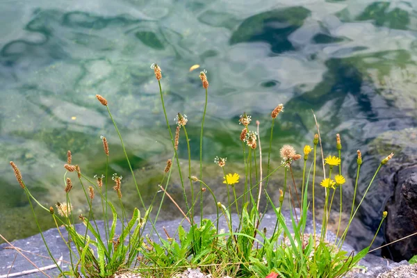 Vegetation Med Mjölbananer Vid Stranden Sjön Zeller Regionen Pinzgau Österrike — Stockfoto