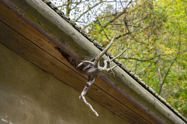 スロバキアの根茎の一部を持つ木製の屋根のガターの締結 — ストック写真