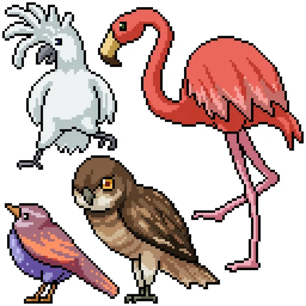 Pixel Art Set Pojedyncze Gatunki Dzikiego Ptactwa — Wektor stockowy