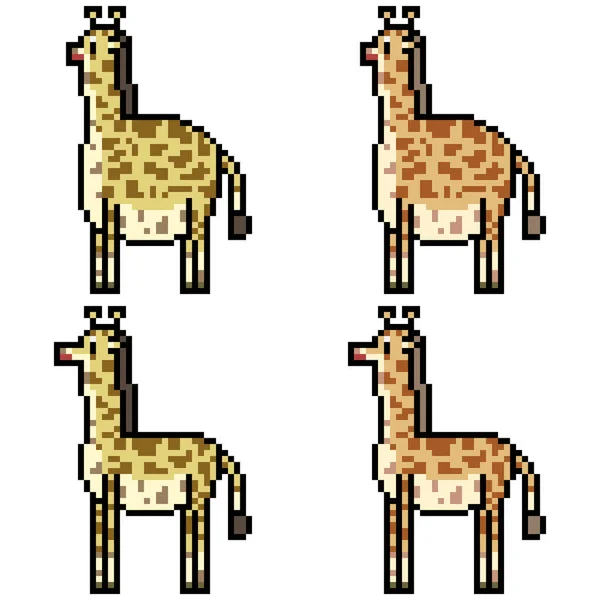 Vektorový Pixel Art Nastavit Žirafa Izolované — Stockový vektor