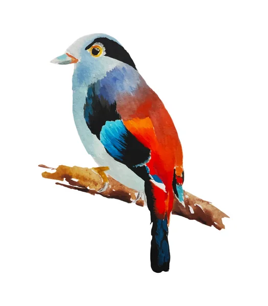 Pittura Acquerello Colorato Uccello Isolato Illustrazione Vettoriale Bianco — Vettoriale Stock