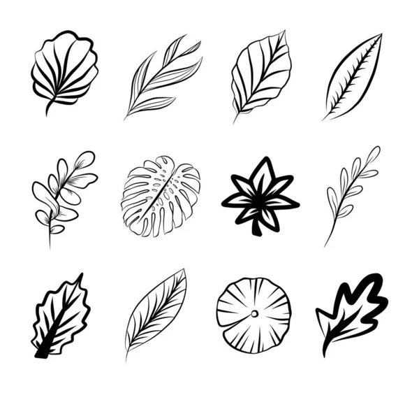 Conjunto Iconos Hojas Contorno Colección Plantas Botánicas Base Hierbas Vectoriales — Vector de stock