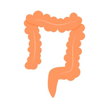 Bağırsak vektör tasarımı. Düz anatomi sağlık hizmetleri ve tıp illüstrasyonu. İnsan iç organları.