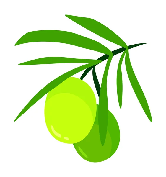 Zelená Olivová Ratolest Ovocem Karikatura Ilustrace Izolované Bílém Pozadí Vektorové — Stockový vektor