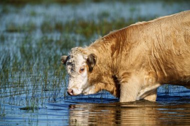 Yazın otlakta ot yiyen vahşi inekler ve arka planda su.