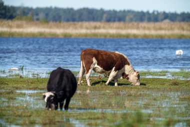 Yazın otlakta ot yiyen vahşi inekler ve arka planda su.