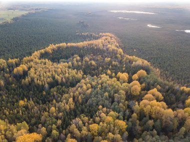 Drone kamerasından sonbahar orman manzarası. soyut desende ağaç renkli yapraklar