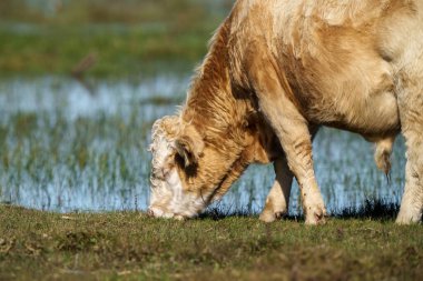 Yazın otlakta ot yiyen vahşi inekler ve arka planda su.