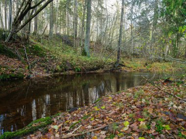 Sonbahar ormanlarında eski ağaç gövdeleri ve yeşil otlarla kaplı vahşi orman nehri deresi.