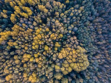 Drone kamerasından sonbahar orman manzarası. soyut desende ağaç renkli yapraklar