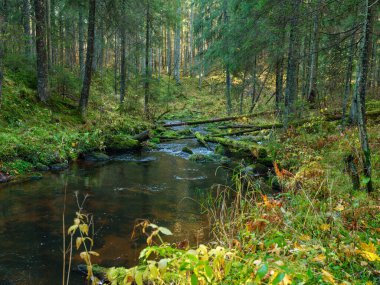 Sonbahar ormanlarında eski ağaç gövdeleri ve yeşil otlarla kaplı vahşi orman nehri deresi.