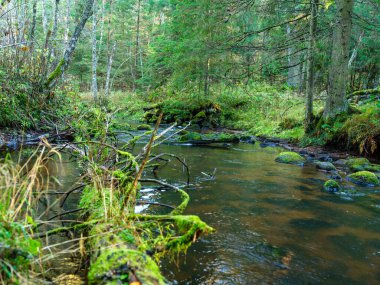 Sonbahar ormanlarında eski ağaç gövdeleri ve yeşil otlarla kaplı vahşi orman nehri deresi.