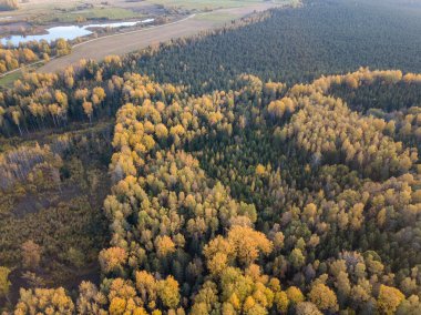Drone kamerasından sonbahar orman manzarası. soyut desende ağaç renkli yapraklar