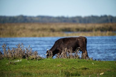 Yazın otlakta ot yiyen vahşi inekler ve arka planda su.
