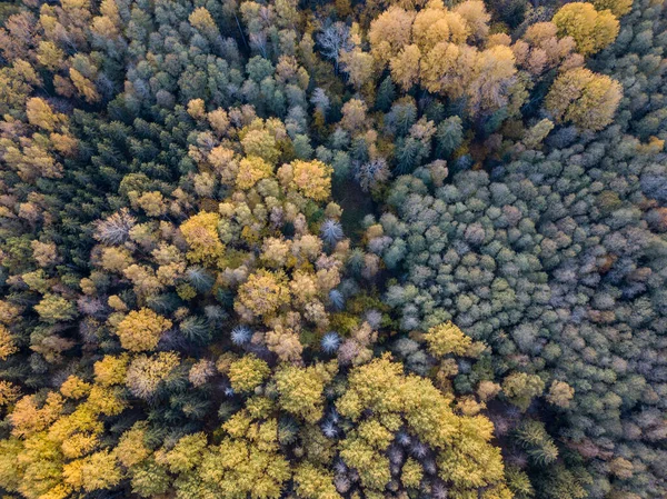ドローンカメラから見た秋の森の景色 抽象的なパターンの木の色の葉 — ストック写真