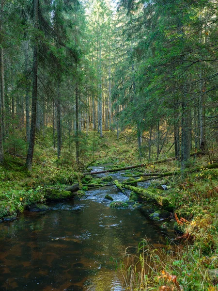 Dziki Leśny Potok Rzeczny Jesiennym Lesie Pokryty Starymi Pniami Drzew — Zdjęcie stockowe