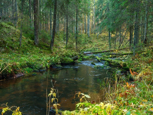 古い木の幹と緑の草で覆われた秋の森の川の流れ — ストック写真