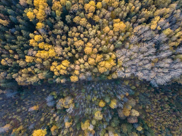 Outono Vista Floresta Partir Câmera Drone Árvore Folhas Coloridas Padrão — Fotografia de Stock