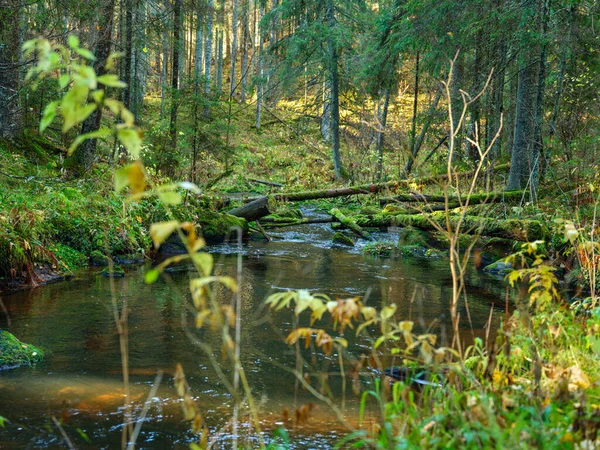 Divoký Les Říční Potok Podzimním Lese Pokrytý Starými Kmeny Stromů — Stock fotografie