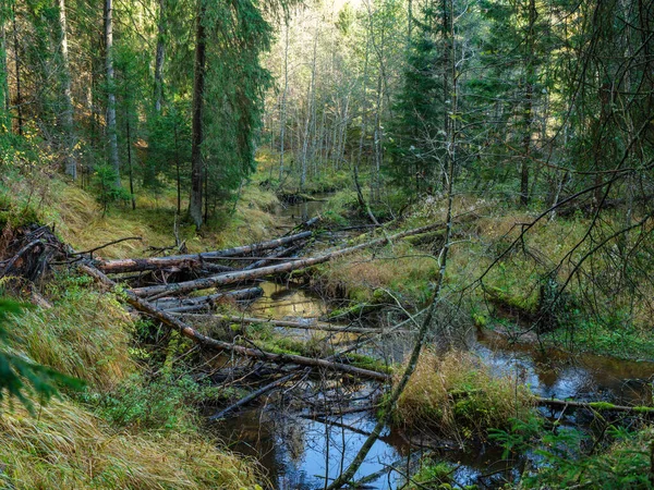 Floresta Selvagem Córrego Rio Outono Floresta Coberta Com Troncos Árvores — Fotografia de Stock