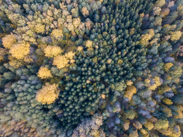 Drone Kamerasından Sonbahar Orman Manzarası Soyut Desende Ağaç Renkli Yapraklar — Stok fotoğraf
