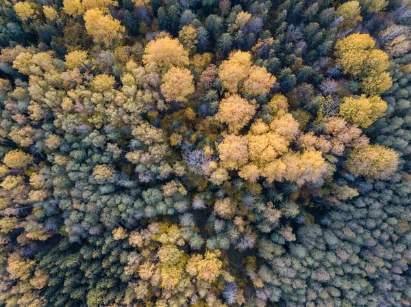 Outono Vista Floresta Partir Câmera Drone Árvore Folhas Coloridas Padrão — Fotografia de Stock