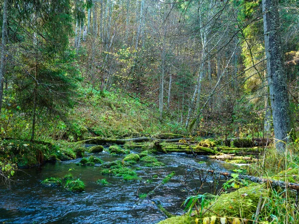 Лесной Поток Осеннем Лесу Покрытый Старыми Стволами Деревьев Зеленой Травой — стоковое фото