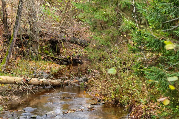 Ruisseau Forestier Sauvage Automne Forêt Couverte Vieux Troncs Arbres Herbe — Photo