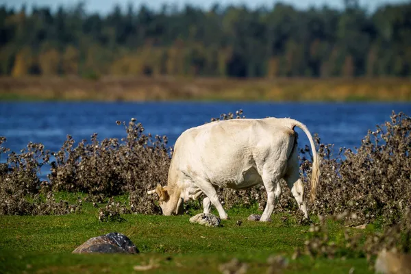 Άγριες Αγελάδες Που Τρώνε Χόρτο Βοσκότοπους Καλοκαίρι Νερό Στο Παρασκήνιο — Φωτογραφία Αρχείου