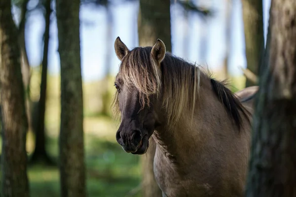 Wild Horses Couldn Drag Away Eating Grass Forest — Stock Photo, Image