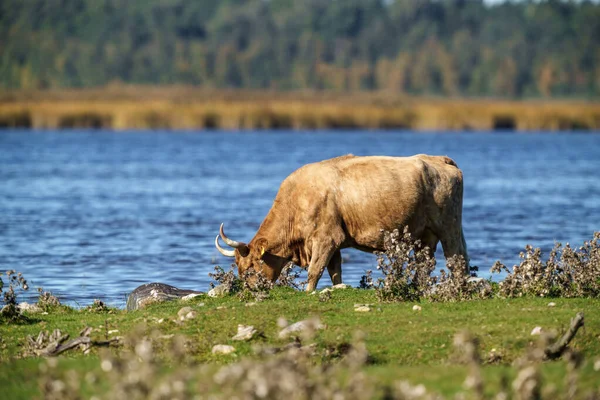 Wild Prairy Cows Eating Grass Pasture Summer Water Background — Stock Photo, Image