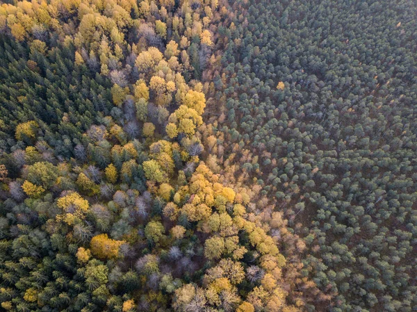 Autunno Vista Foresta Dalla Fotocamera Drone Albero Foglie Colorate Modello — Foto Stock