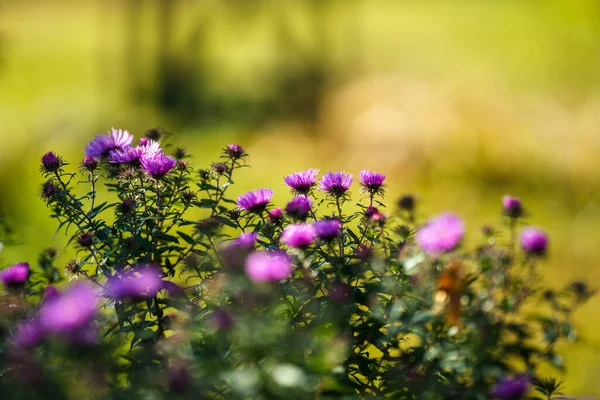 Fiori Autunno Viola Sfondo Verde Con Effetto Sfocatura Motivo Texture — Foto Stock