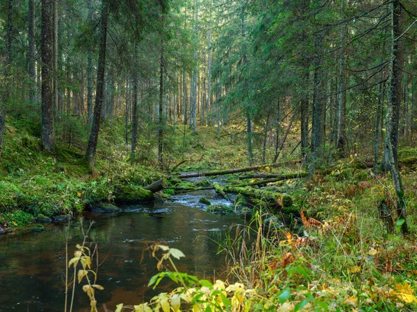 Άγριο Δάσος Ποταμός Ρεύμα Φθινόπωρο Δάση Καλύπτονται Παλιά Κορμούς Δέντρων — Φωτογραφία Αρχείου