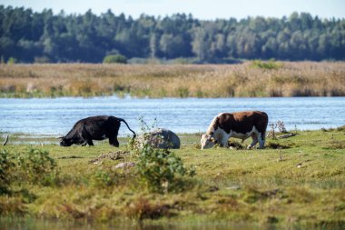 Yazın otlakta ot yiyen vahşi inekler ve arka planda su.