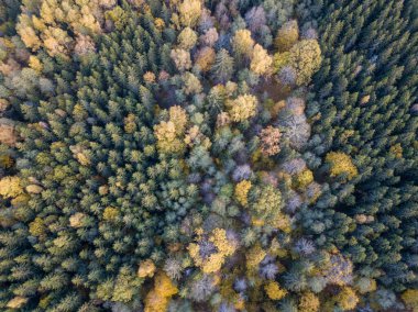 Drone kamerasından sonbahar orman manzarası. soyut desende ağaç renkli yapraklar