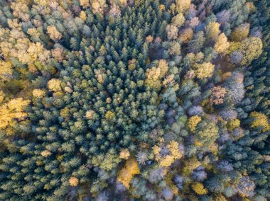 Drone kamerasından sonbahar orman manzarası. soyut desende ağaç renkli yapraklar