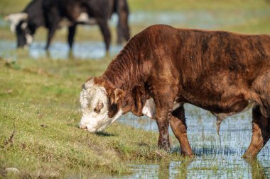 Yazın otlakta ot yiyen vahşi inekler ve arka planda su.