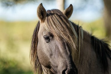 Vahşi atlar ormanda ot yiyerek beni sürükleyemez.