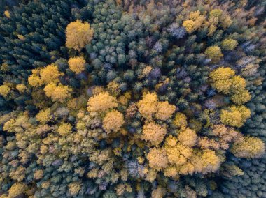 Drone kamerasından sonbahar orman manzarası. soyut desende ağaç renkli yapraklar