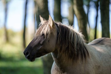 Vahşi atlar ormanda ot yiyerek beni sürükleyemez.