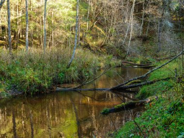 Sonbahar ormanlarında eski ağaç gövdeleri ve yeşil otlarla kaplı vahşi orman nehri deresi.