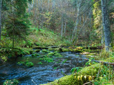 Sonbahar ormanlarında eski ağaç gövdeleri ve yeşil otlarla kaplı vahşi orman nehri deresi.