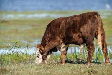 Yazın otlakta ot yiyen vahşi inekler ve arka planda su.