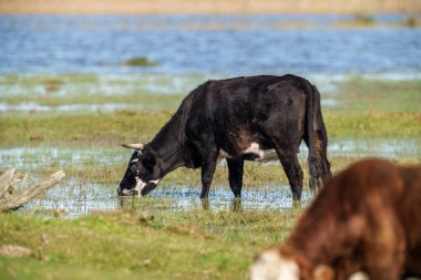 Yazın otlakta ot yiyen vahşi inekler ve arka planda su.