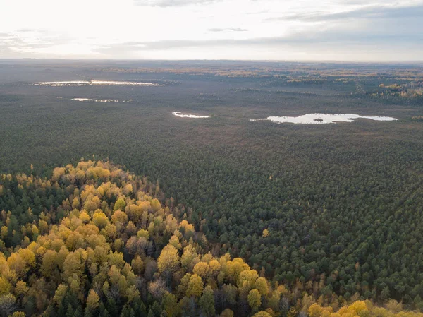 Vidéki Mezők Erdők Naplemente Fényben Drónkép Felülről — Stock Fotó