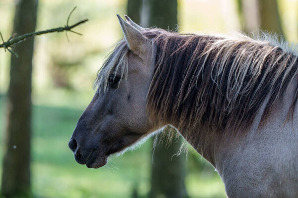 Wild horses Couldn't drag me away eating grass in forest